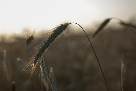 成熟的小麦芽