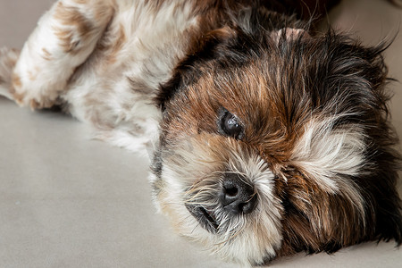 有趣的 Shih tzu 狗在家里的地板上睡觉和放松。