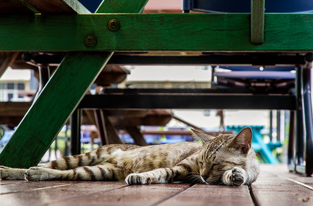 睡在绿色木桌下的可爱猫咪。