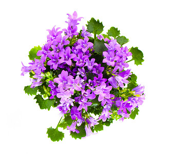 美丽生动的紫色春天花丛达尔马提亚风铃草 (