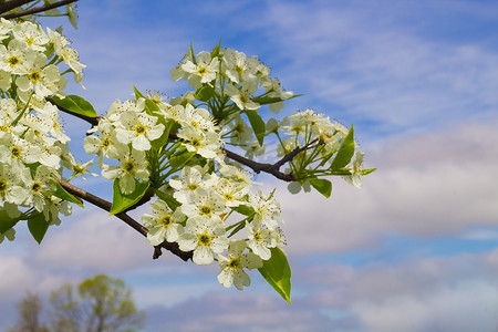 盛开的梨树花