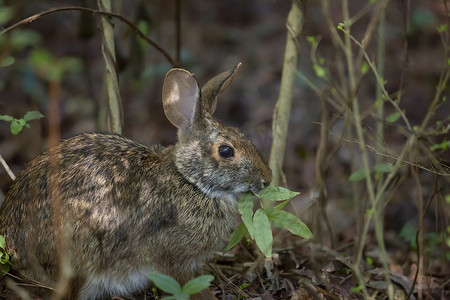 棕色的兔兔耳朵摄影照片_东方棉尾兔