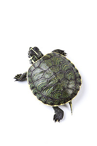 乌龟，egzotic 自然色调概念