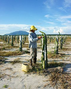亚洲龙摄影照片_亚洲农民，农业农场，火龙果
