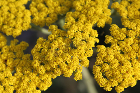 黄色西洋摄影照片_黄色开花的西洋蓍草 (Achillea millefolium)。