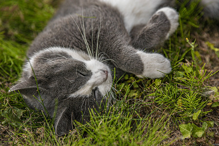 躺在草地上的可爱猫咪