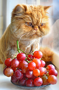 搞笑摄影照片_红色搞笑猫在窗台上吃红葡萄