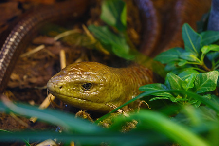一条黄色的蛇躲在绿草丛中。