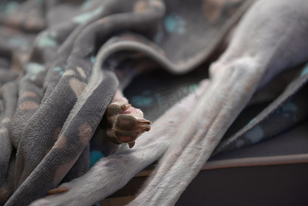 一只宠物灰狗的爪子从毯子下伸出来的特写