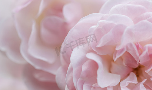 柔和的焦点，抽象的花卉背景，淡粉色的玫瑰花瓣。