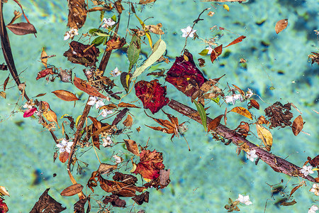 漂浮花瓣摄影照片_漂浮在游泳池的五颜六色的花和叶子