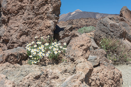 在泰德火山模糊的背景下，洋甘菊花生长在岩石之间。