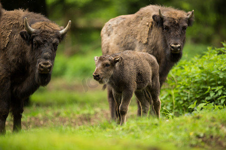 欧洲野牛 (Bison bonasus)