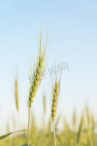 玉米生长摄影照片_田间生长的大麦玉米的特写图像