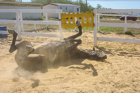 马在沙地上打滚，扬起尘土