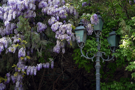 紫藤叶摄影照片_开花在靠近路灯的庭院里的紫藤
