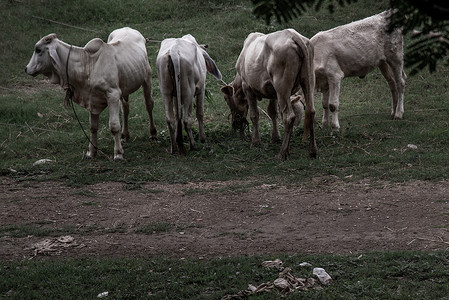 夏日夜晚，田野上成群的白牛。
