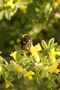 蝴蝶花蜜蜂摄影照片_蜜蜂授粉扫帚