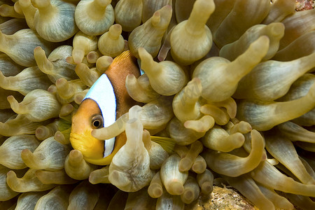 红海小丑鱼，珊瑚礁，红海，埃及