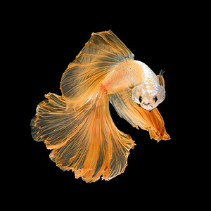 背景版可爱摄影照片_关闭 Betta 鱼的艺术运动，孤立在黑色背景上的暹罗斗鱼。美术设计理念。
