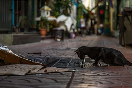 一只黑流浪猫俯视巷子里街道上的管盖的侧视图。