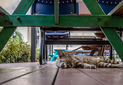 猫咪肖像摄影照片_睡在绿色木桌下的可爱猫咪。