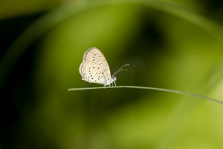 tiny摄影照片_蝴蝶名称 Tiny grass blue (Zizula hylax)