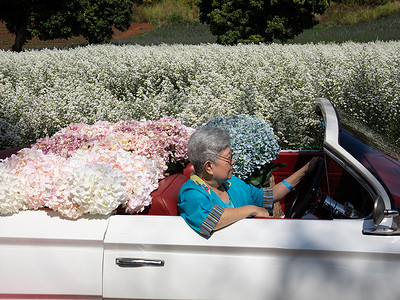 高级老爷车摄影照片_亚洲老年老年妇女高级骑老爷车与绣球花在刀翠园