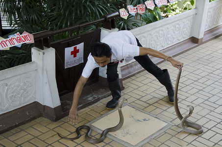 2014 年 4 月 6 日在泰国曼谷泰国红十字会蛇场举行的蛇展