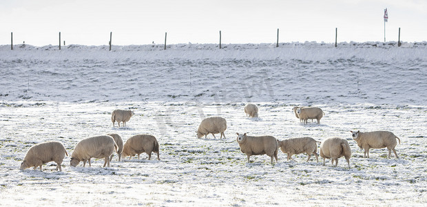 绵羊在荷兰河堤附近白雪覆盖的草地上吃草