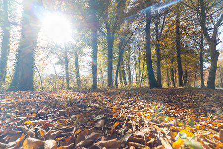 大气公路摄影照片_秋天的公园景观：五颜六色的树叶和积极的气氛