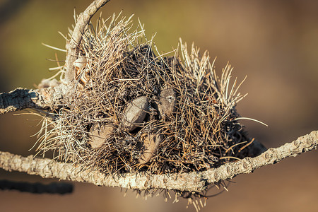 澳大利亚偏远地区树枝上一朵枯死的山龙眼花的照片