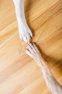狗和主人握手