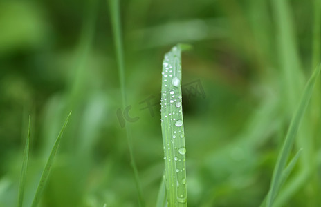 雨后水滴夏季草地上的鲜绿草
