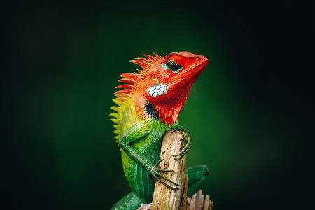 常见的绿色森林蜥蜴在木杆上令人不寒而栗，它有着饱和鲜艳的彩色皮肤和橙色头部的渐变，看起来很自豪。