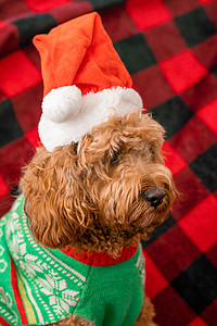 穿着圣诞衣服的 Cavapoo 狗。