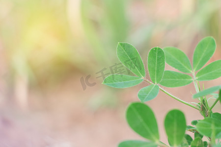 在室外种植园种植花生。