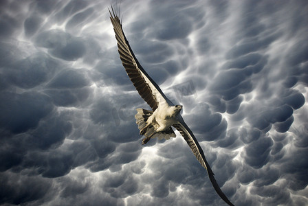 “暴风雨天空中的雄鹰，澳大利亚”