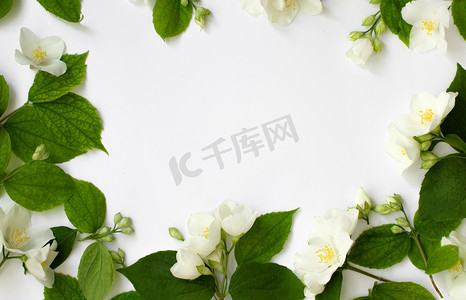 白色白色框摄影照片_由白色背景上孤立的茉莉花制成的花框 花框。