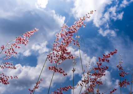 红云彩摄影照片_明亮的阳光下的新生红宝石草花和蓝天蓬松的云彩