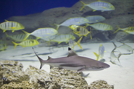 在一群热带鱼的背景下的深海鲨鱼。