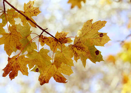 秋天的森林里，黄色的枫叶落在树枝上。
