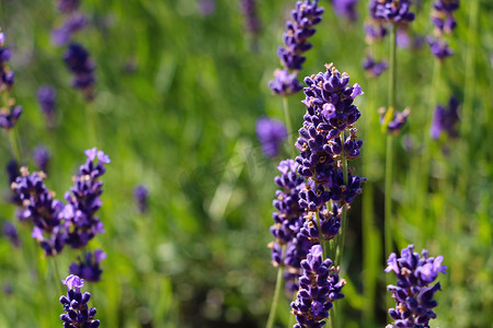 紫色标题摄影照片_在阳光明媚的夏日盛开的薰衣草。