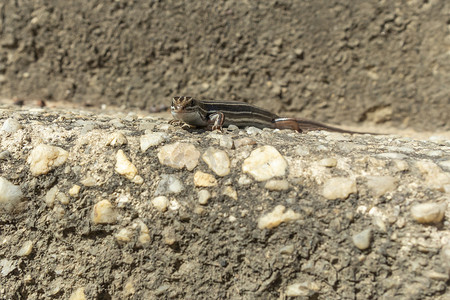 水源和土壤污染摄影照片_站立在阳光下的一只小棕色蜥蜴