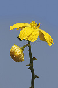 Luffa aegyptiaca 的花，又名埃及黄瓜