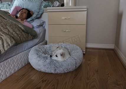狗准备睡在宠物床上，背景是女人睡觉