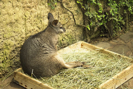 Tammar Wallaby 袋鼠睡在带香草的木箱里