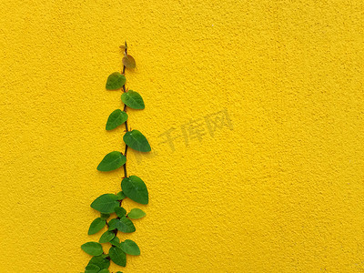 在黄色墙壁上的Coatbuttons墨西哥雏菊植物