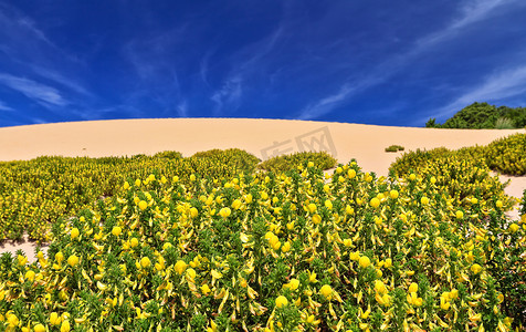 撒丁岛 - 开花的沙丘