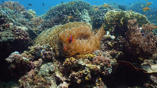 珊瑚礁和水下鱼类。